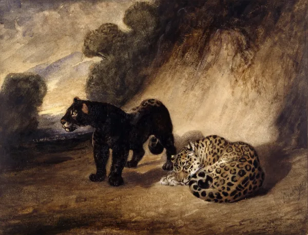 Deux jaguars du Pérou